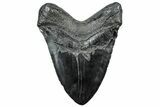 Robust, Fossil Megalodon Tooth - South Carolina #297415-2